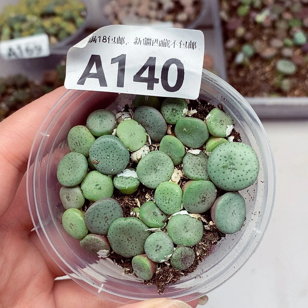 140啦啦啦啦啦啦啦来