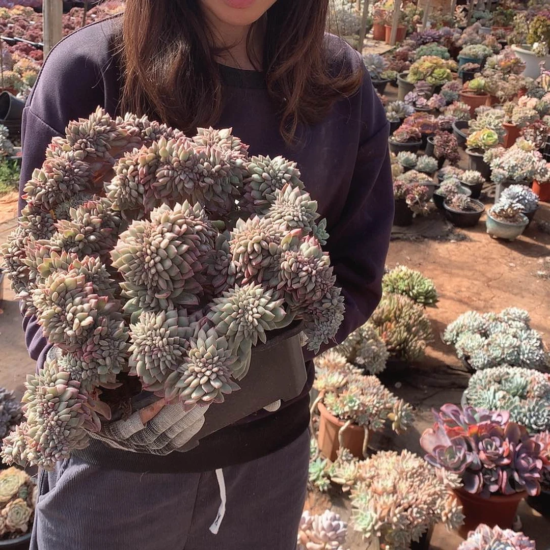 719缀化 一物一拍多肉