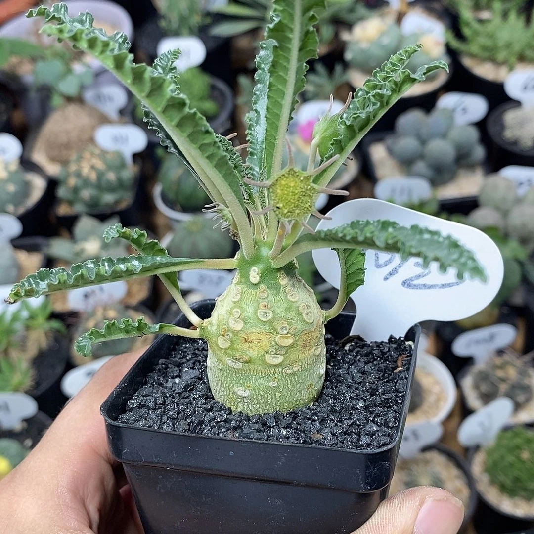 实生椰子琉桑1012号3cm