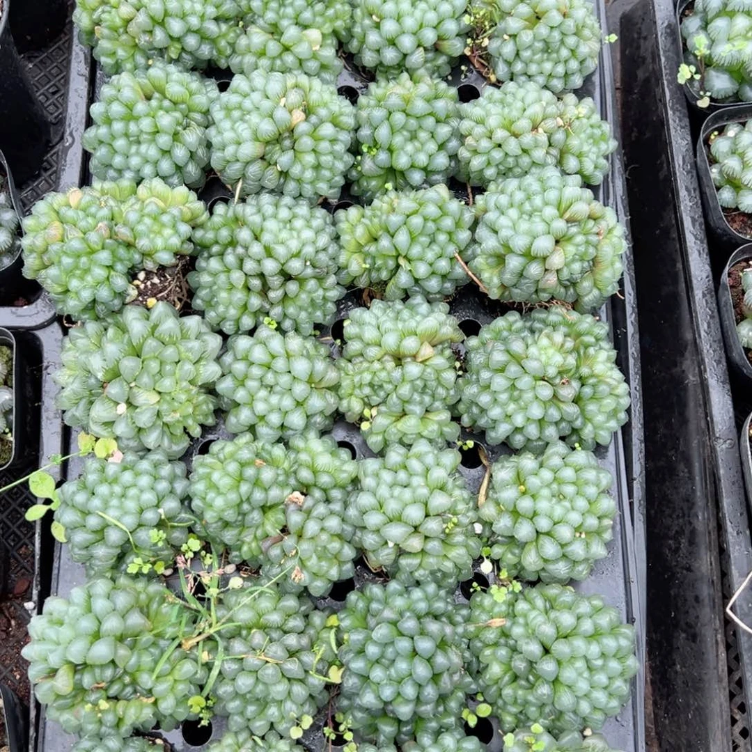 孙氏玉露多肉植物一颗