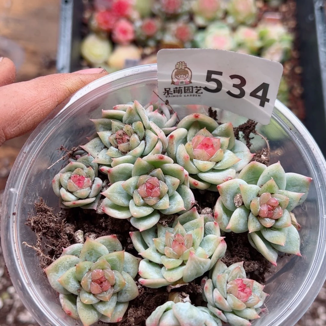 多肉植物多肉植物