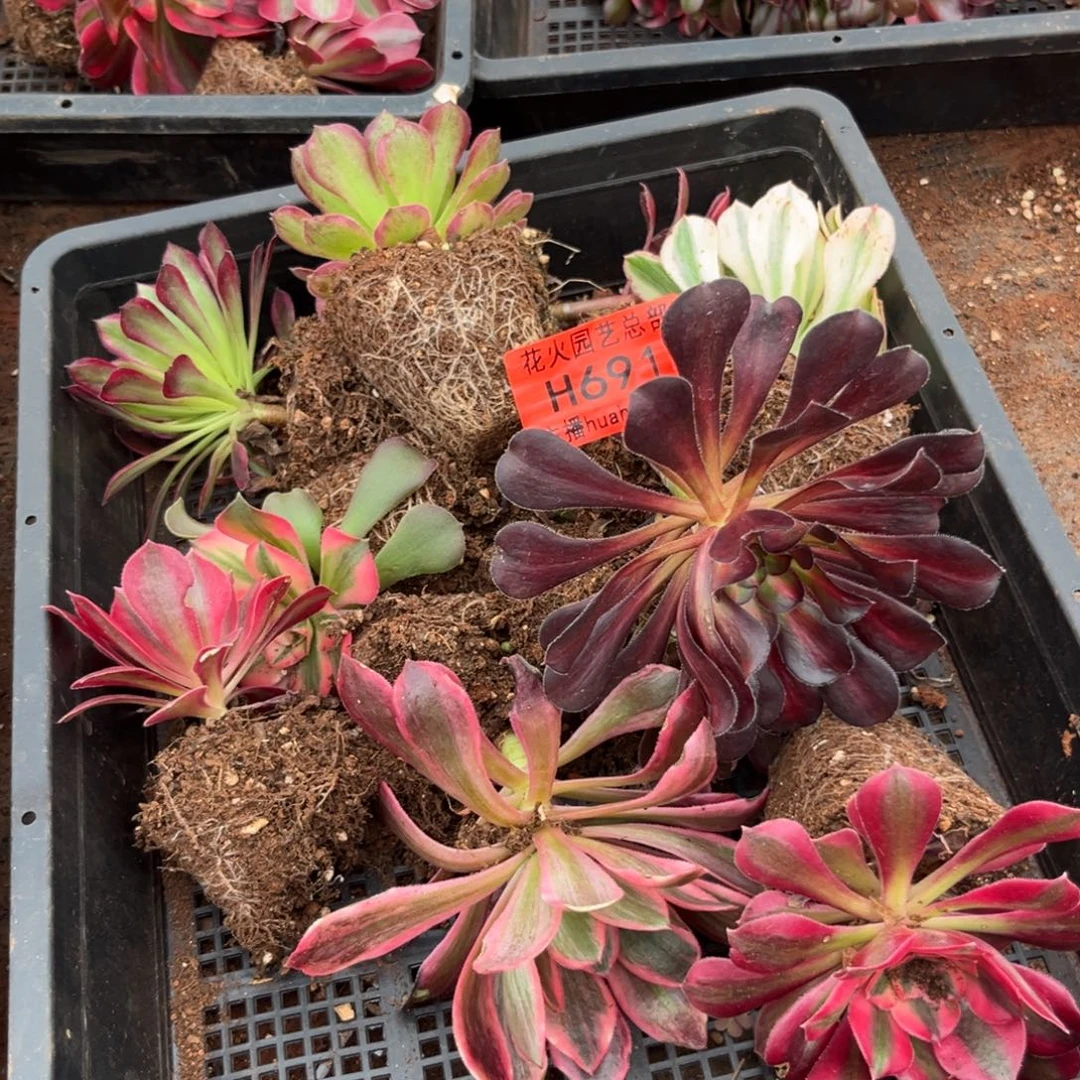 框拍691多肉植物法师