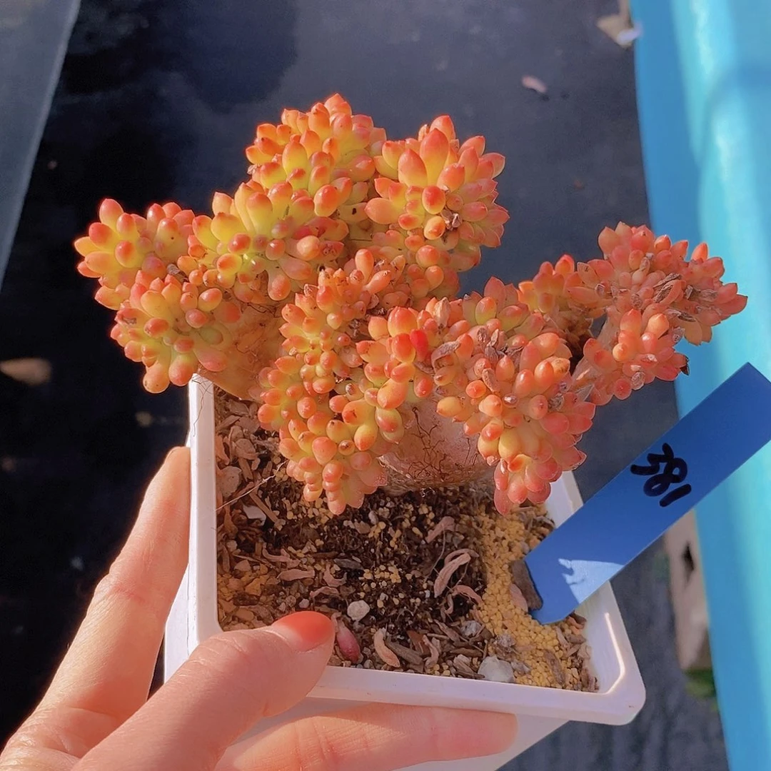 381多肉植物老桩