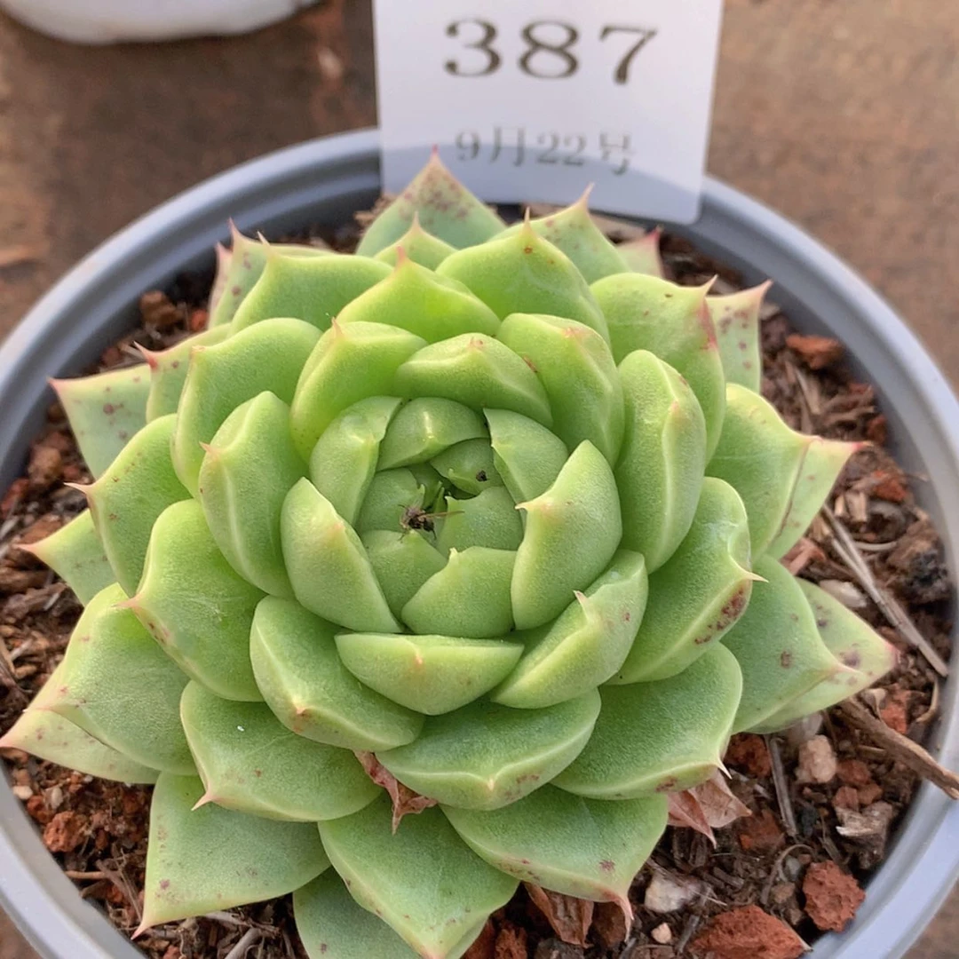【闪购商品】云387号