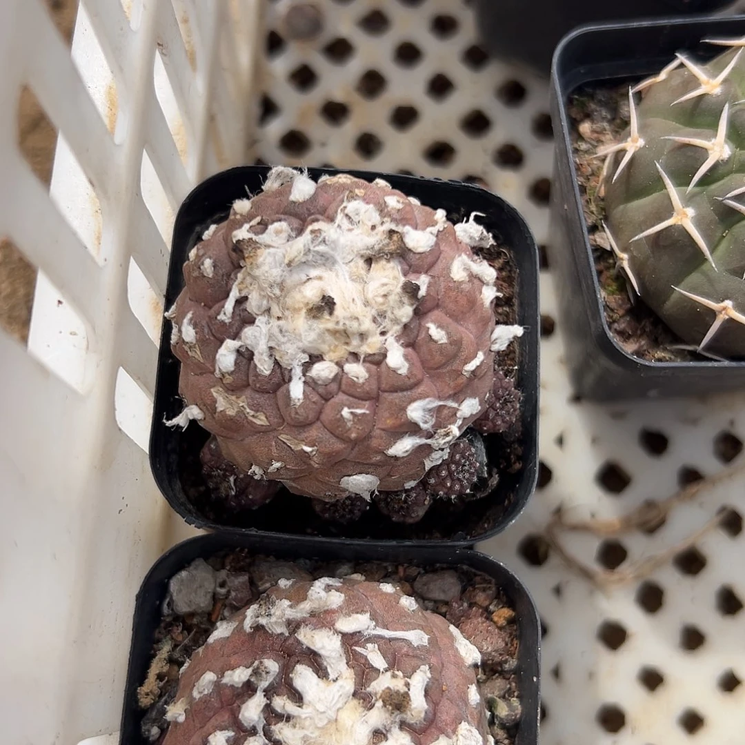 再****见多肉植物多肉植物