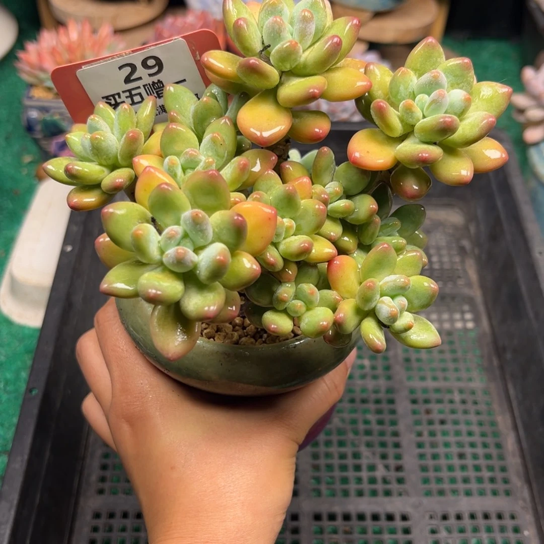 表妹精品多肉植物29