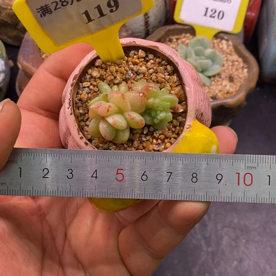 6119粉钻石化群多肉植物