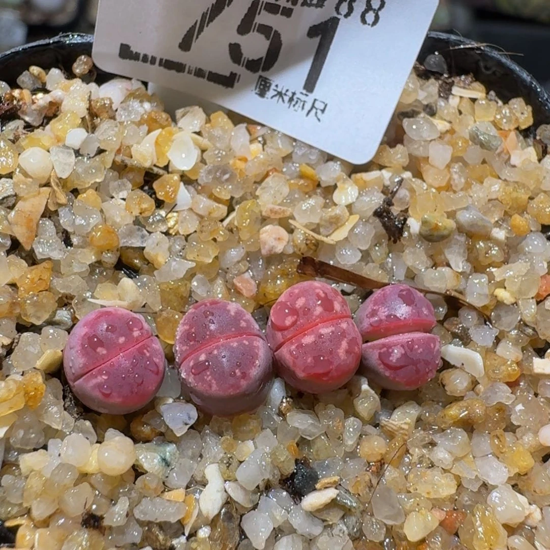 zzzz生石花肉锥751