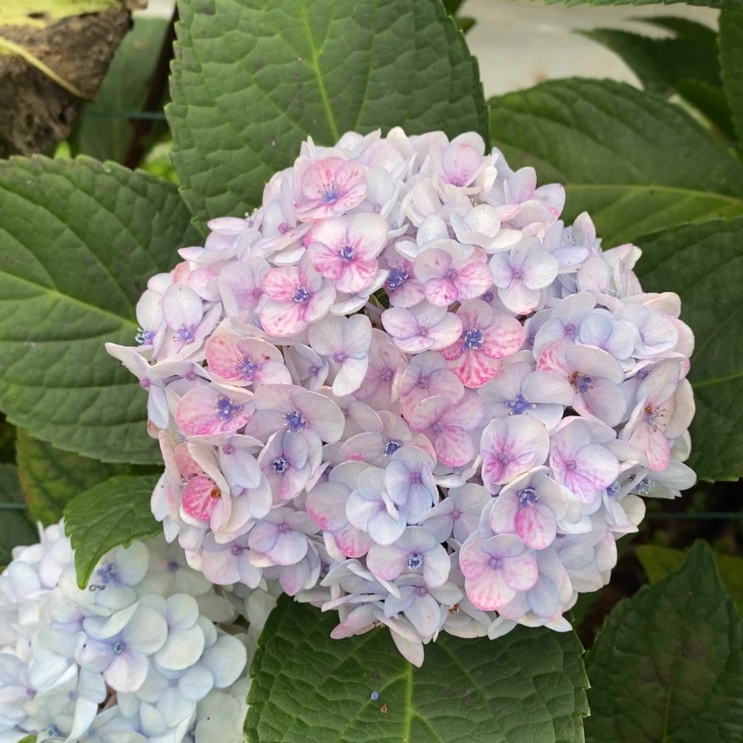 加购269号绣球/有色差介意勿拍/3单正价包邮冷链/偏远补运费发德