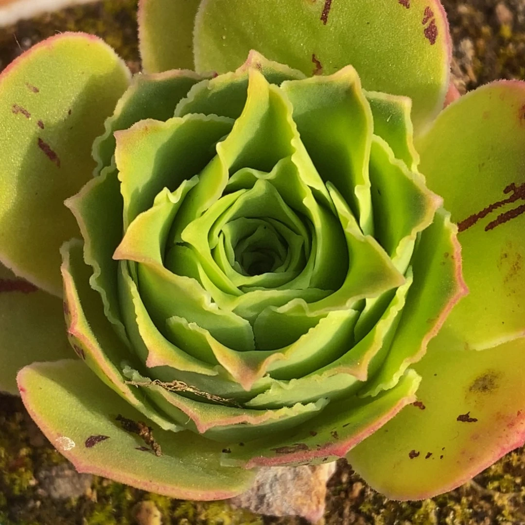 若初x网红黄金 t712 多肉