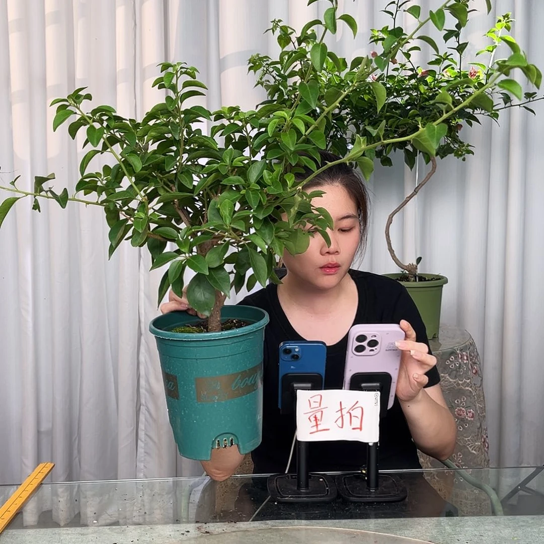 当前无花栽培后可以开花卡亚塔中一颗