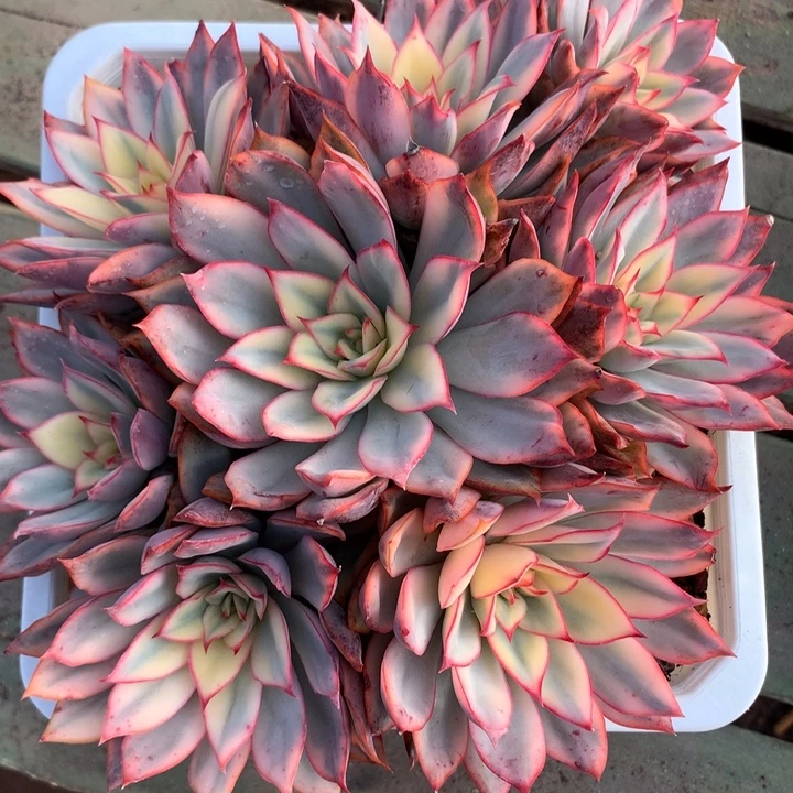 *****月光女神锦大群生