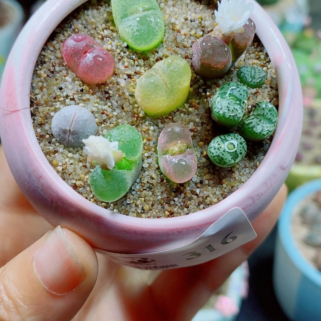 生石花花花花花花花316