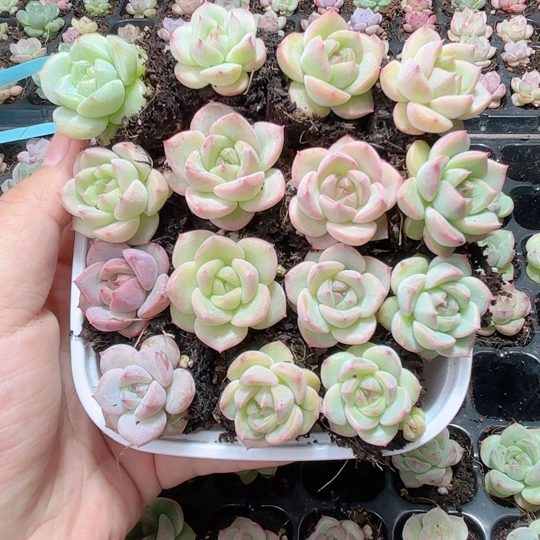 B***缘570 新疆西藏内蒙不发货