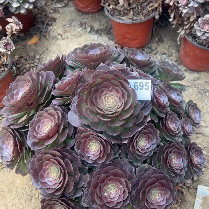 万圣节多肉植物695