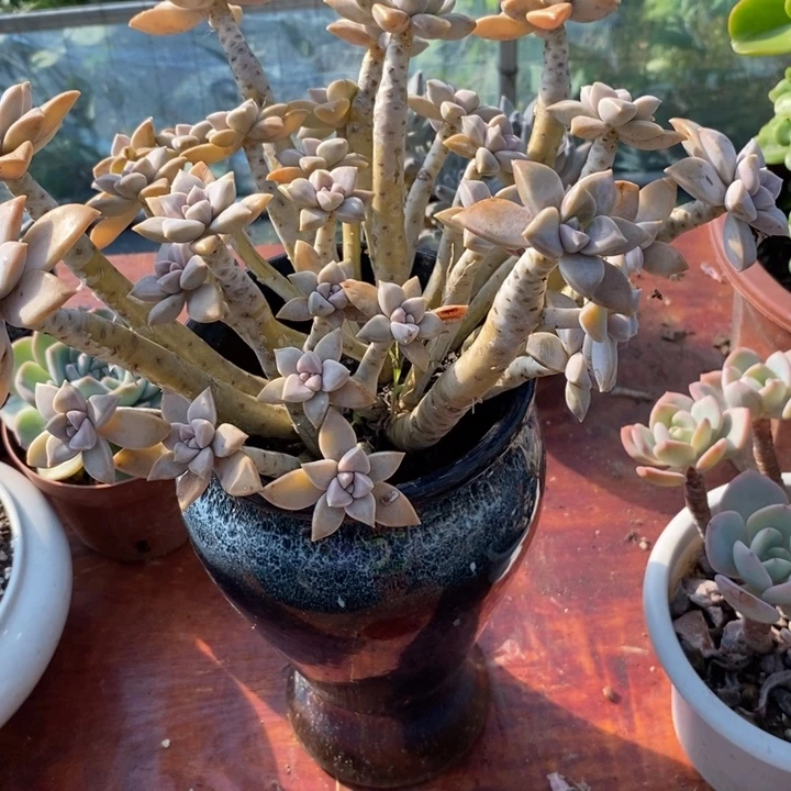 太子妃整无砍多肉