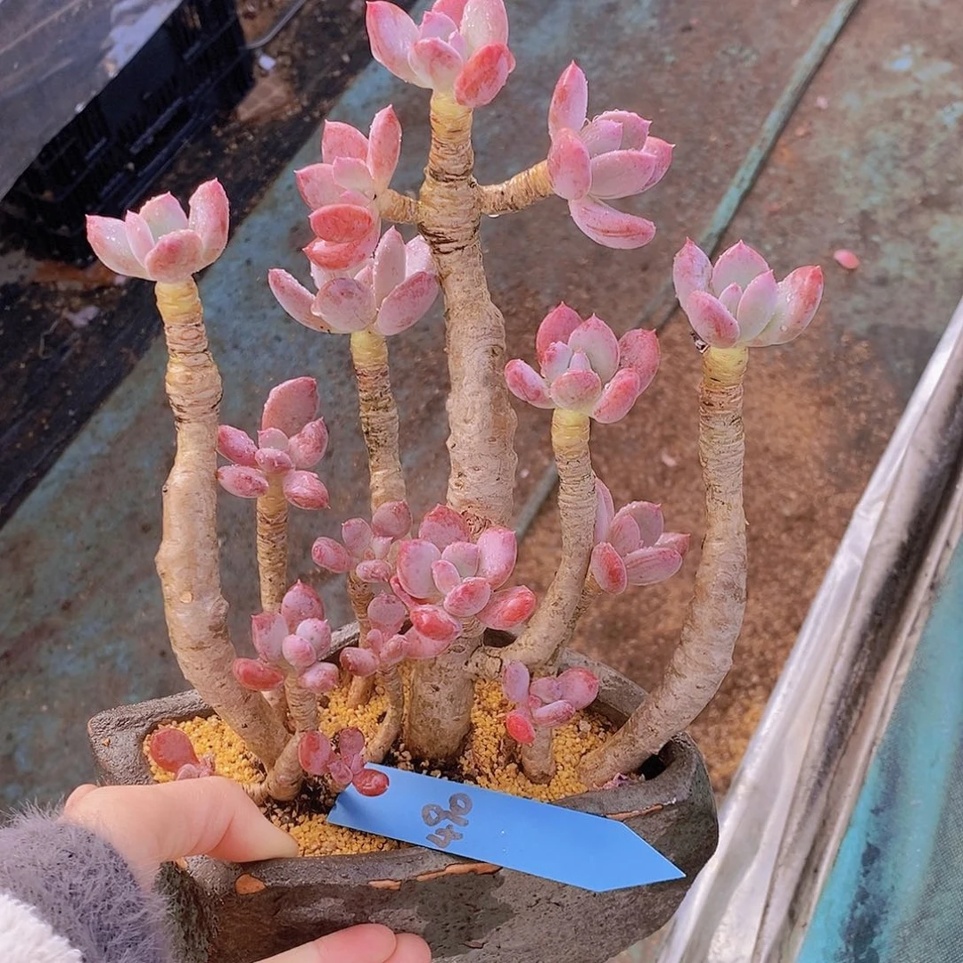 490多肉植物老桩