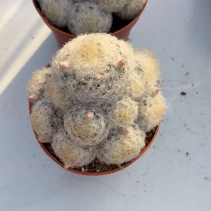 一**卷白星仙人球仙人球