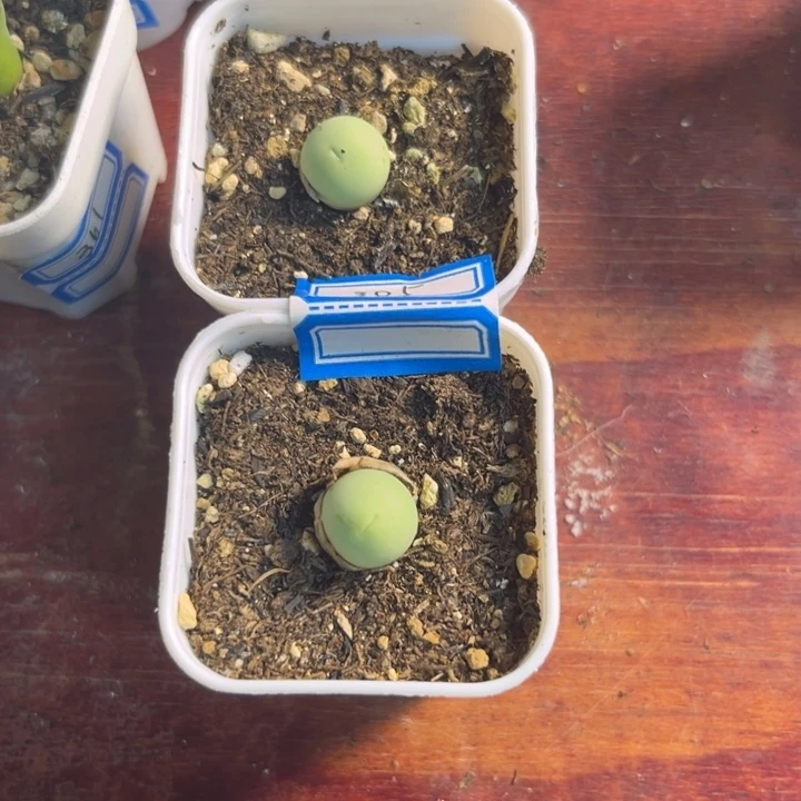 305 鸽子蛋2颗一组多肉