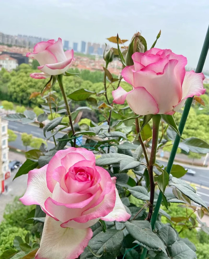 艾莎克 1.5米 爬藤蔷薇月季 庭院 阳台 种植 四季开花