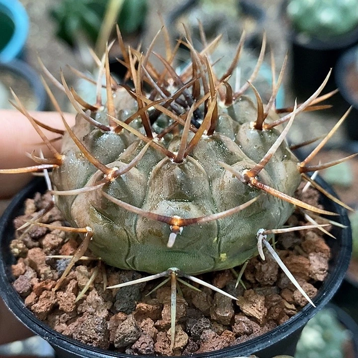 孤品实生优秀翘刺武勋丸5cm