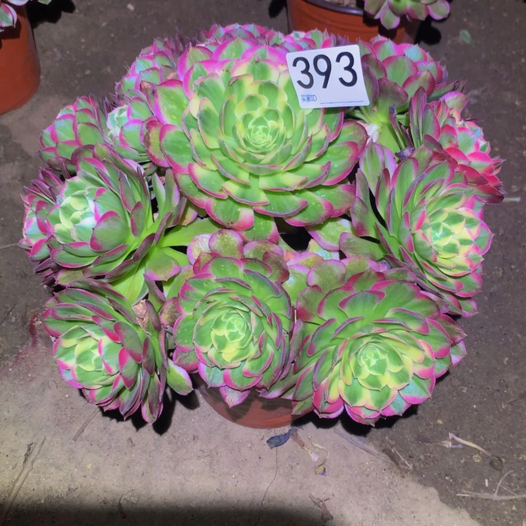 法师多肉植物393