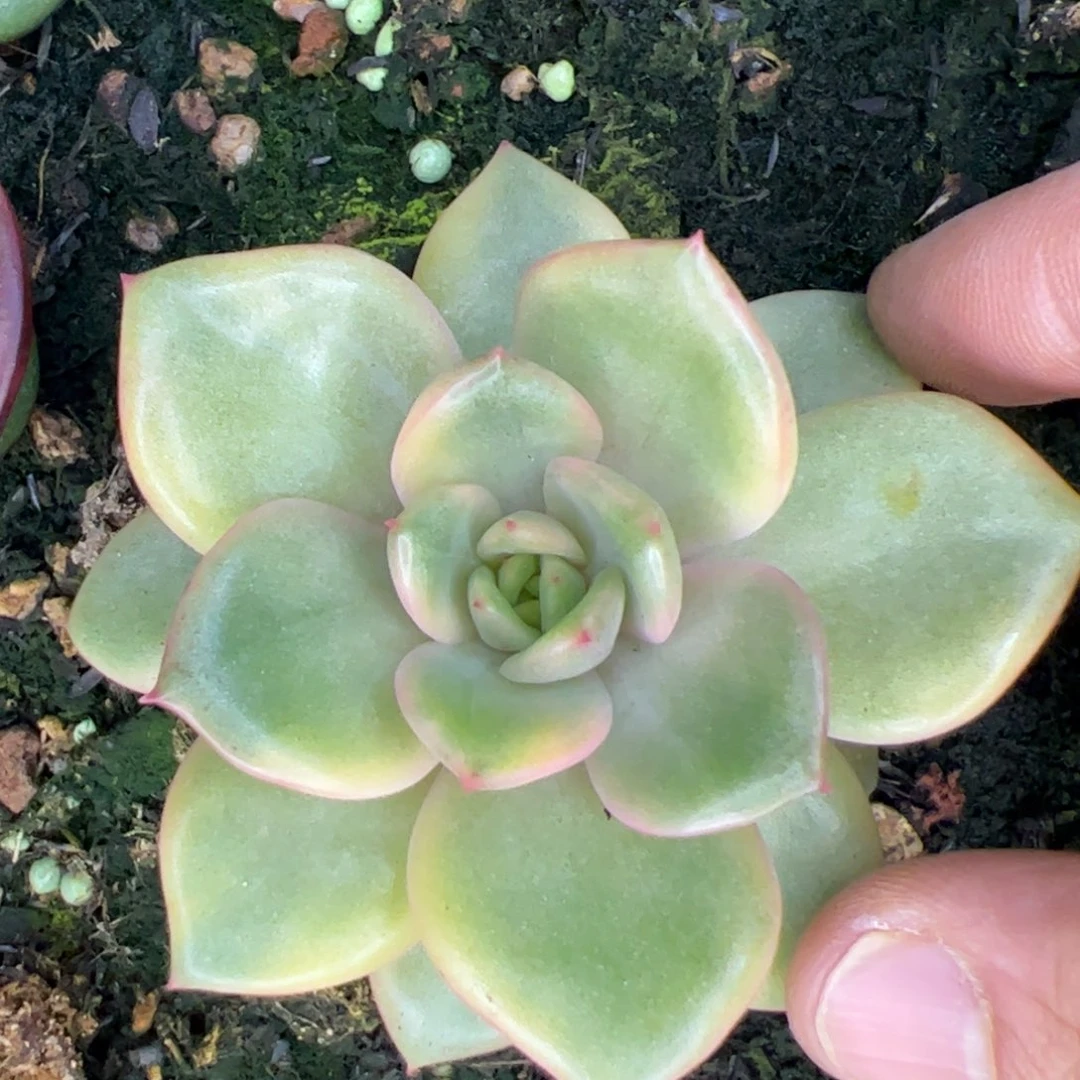 彩锦，多肉植物组合