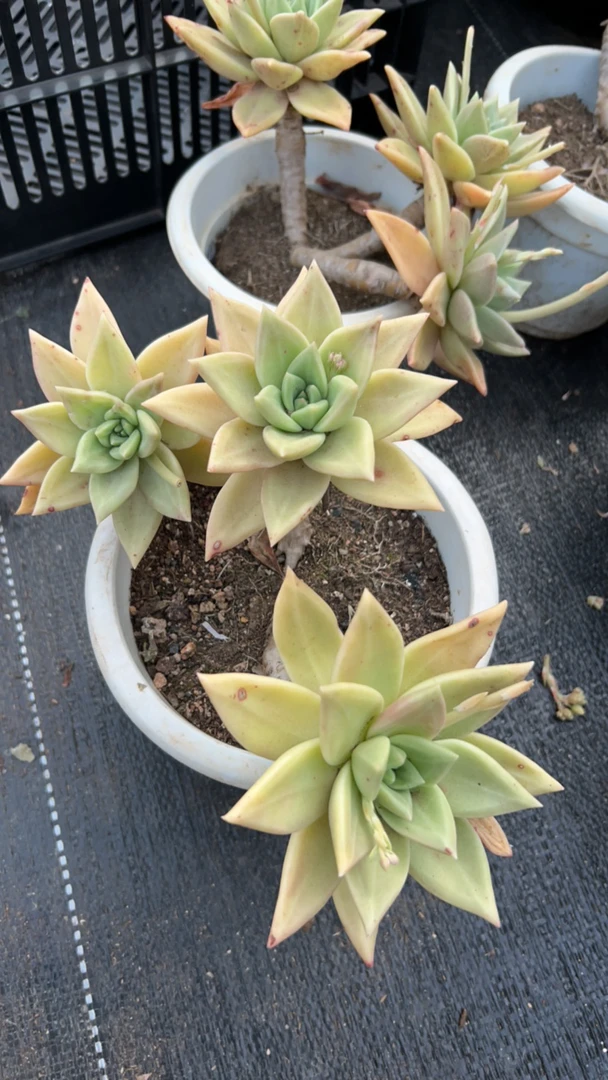 多肉黄金表丽娜（整桩整群老桩）