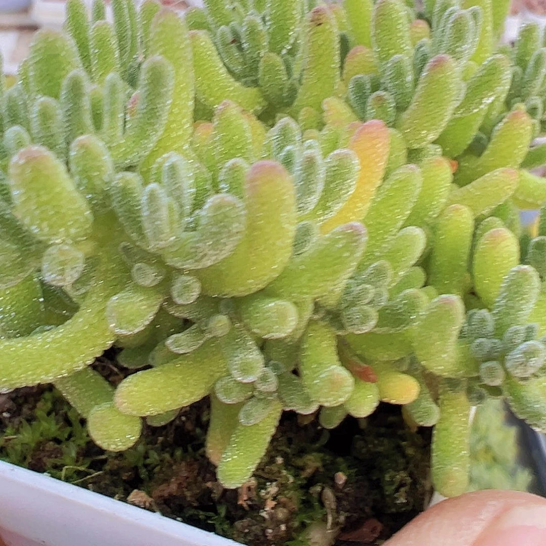 冰水晶枝干19包邮多肉