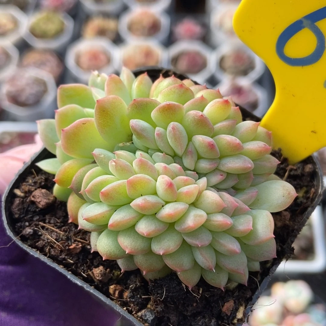 618干冰缀多肉植物保护