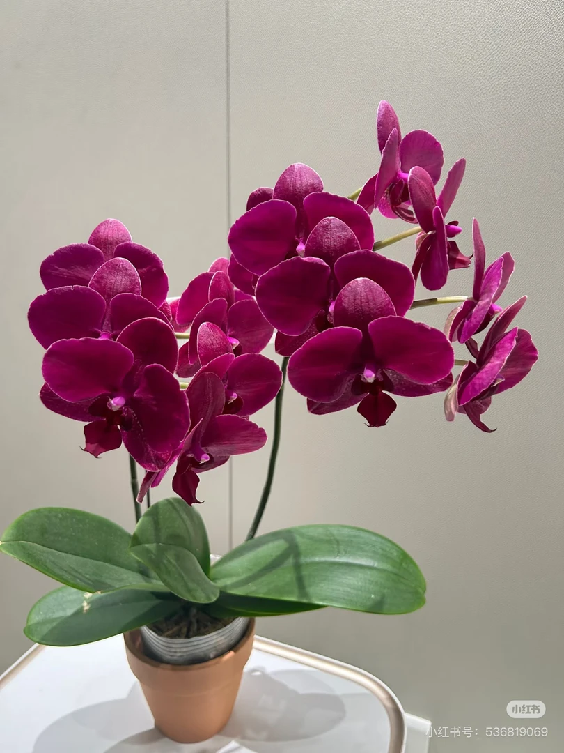 【蒙特勒】3.5寸加高杯 室内高端花卉