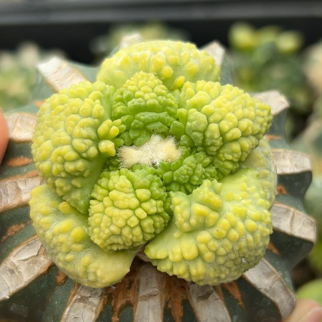 37 草球嫁接仙人球