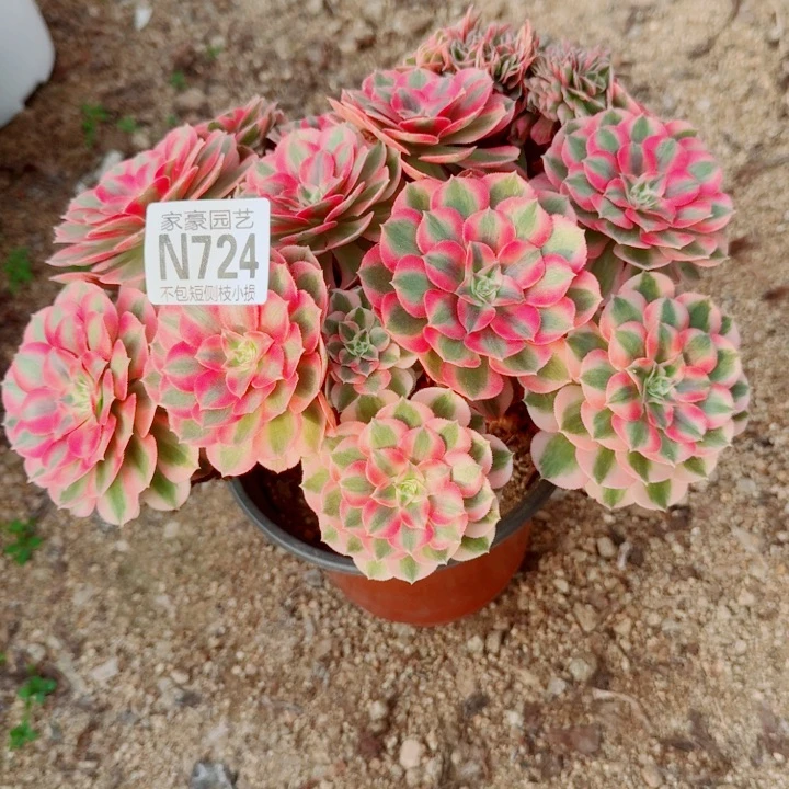 724倾城缀化官服22左右2