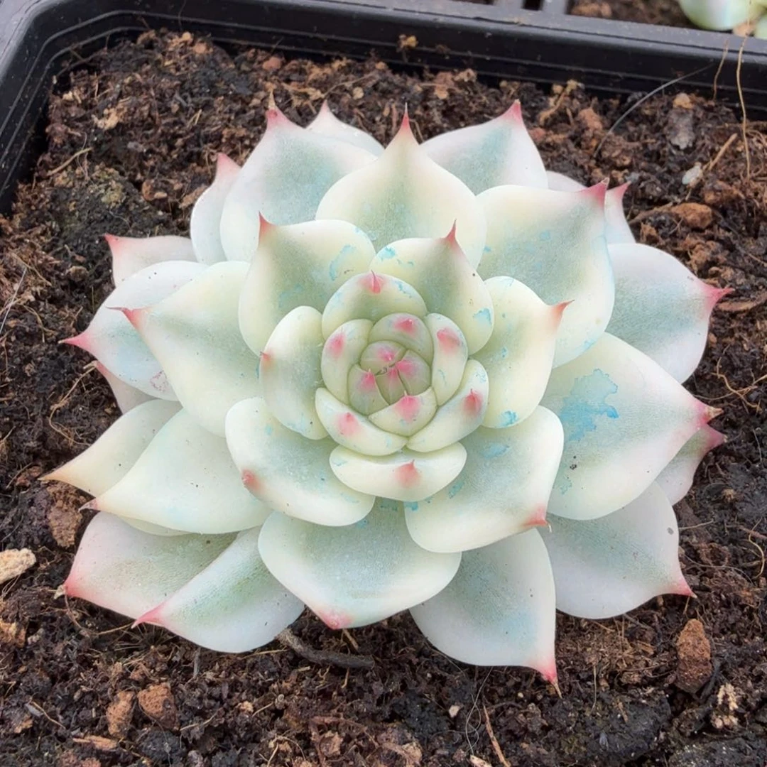 吉娃娃锦腹欧你锦大锦边