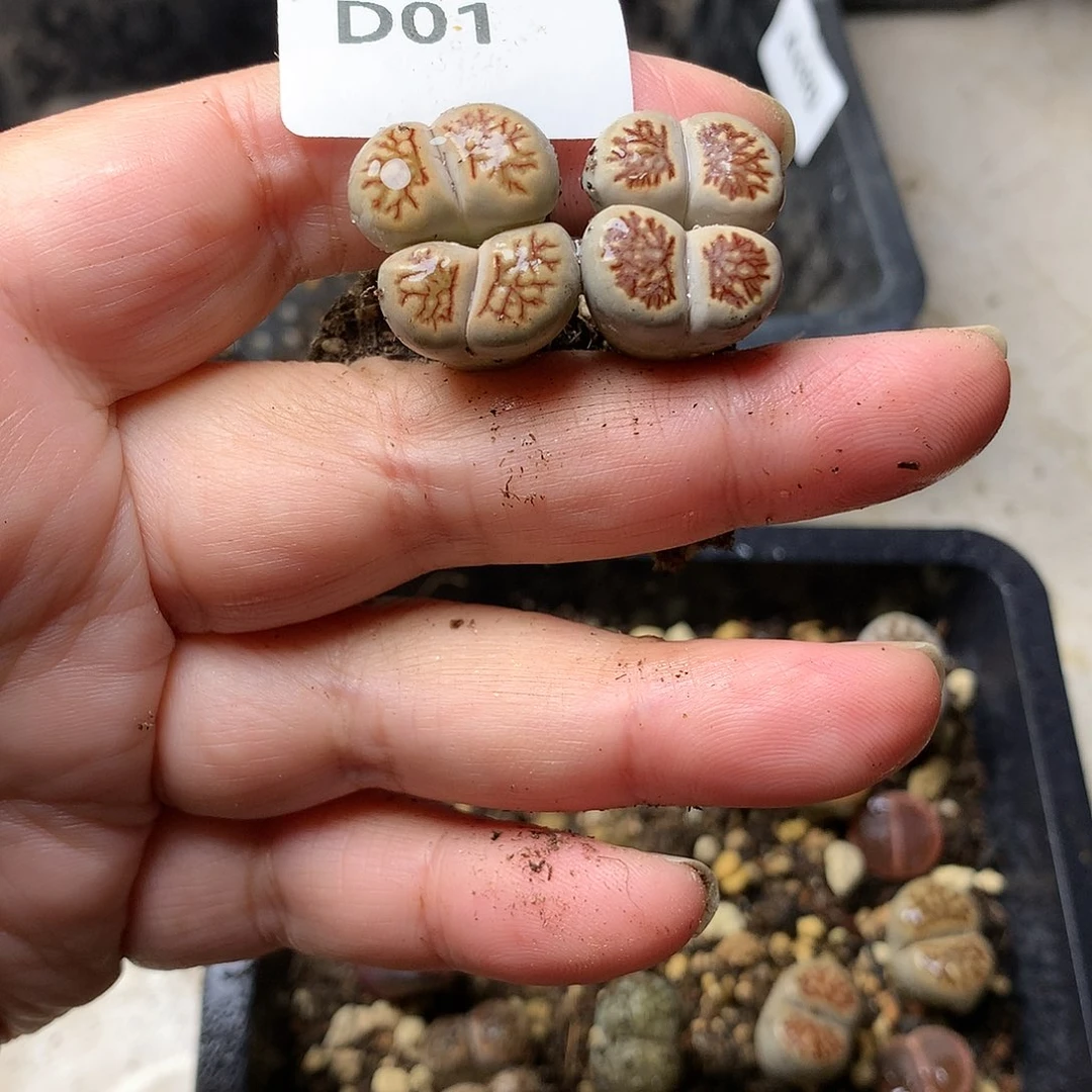 雾**花D01多肉植物保护