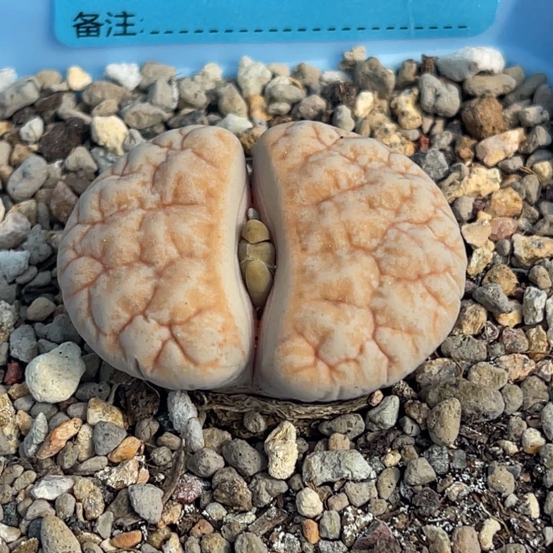7916凹凸铁189一颗