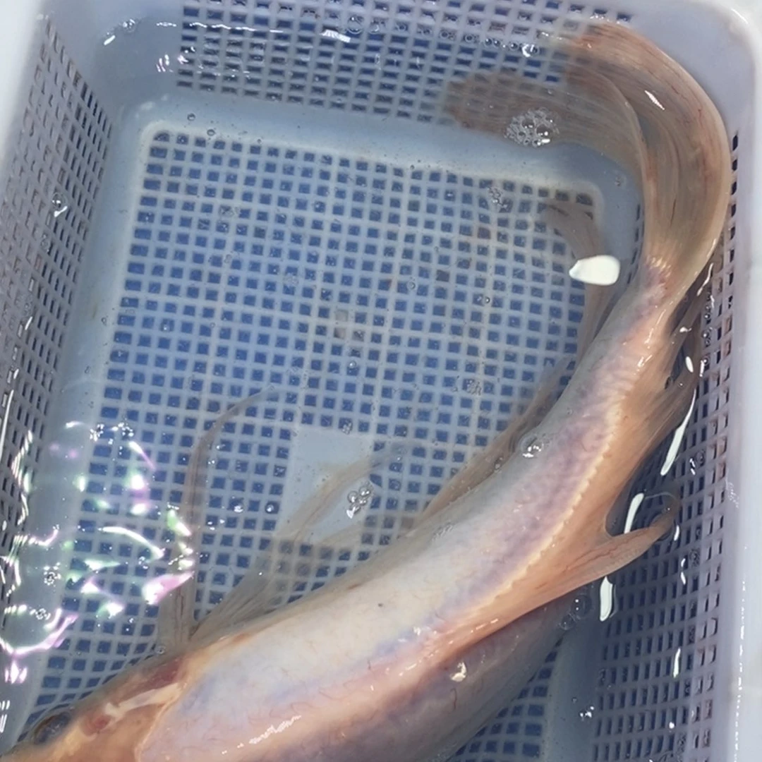 海水鱼冷水锦鲤包邮