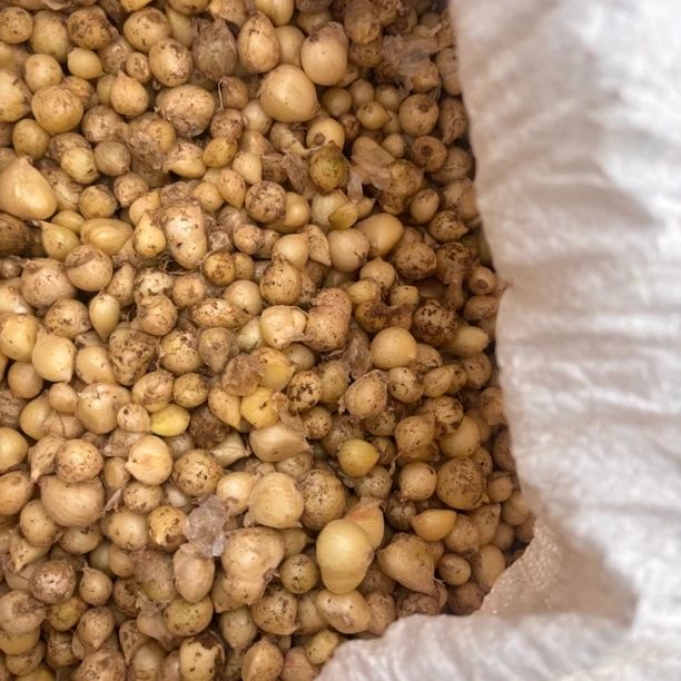 【红锦哥代收】农家本地苦蒜头3斤