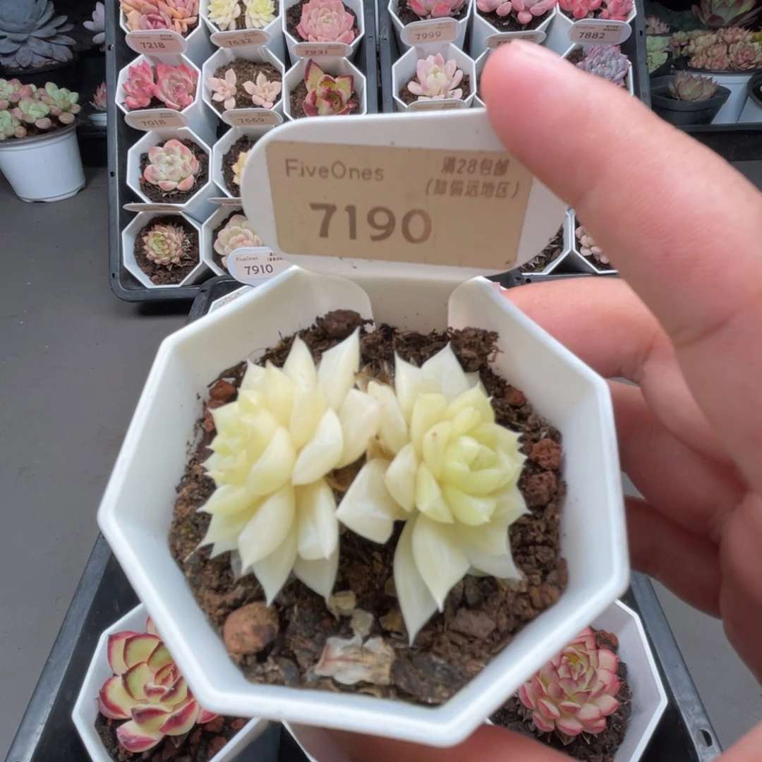 7190白天鹅4.0厘米
