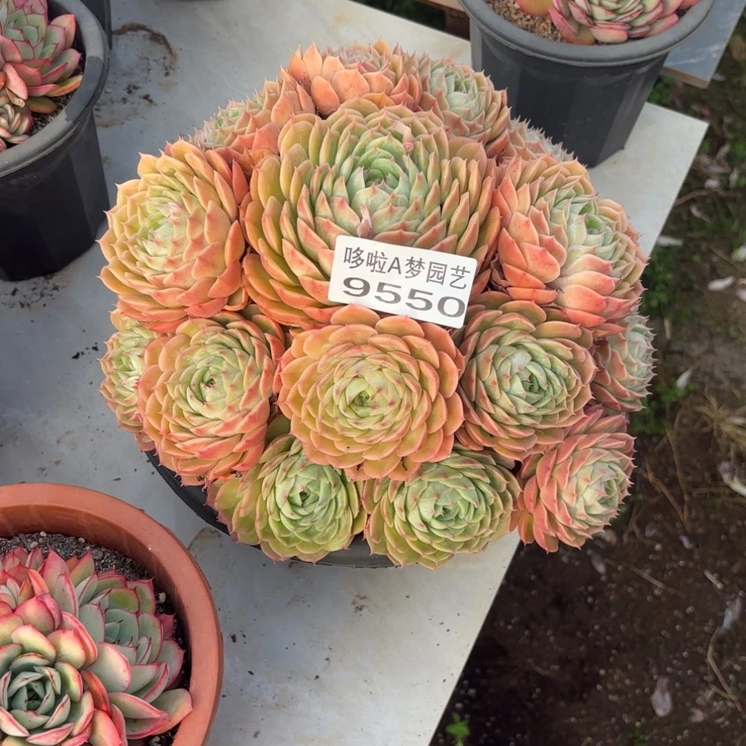 开开心心每一天象牙