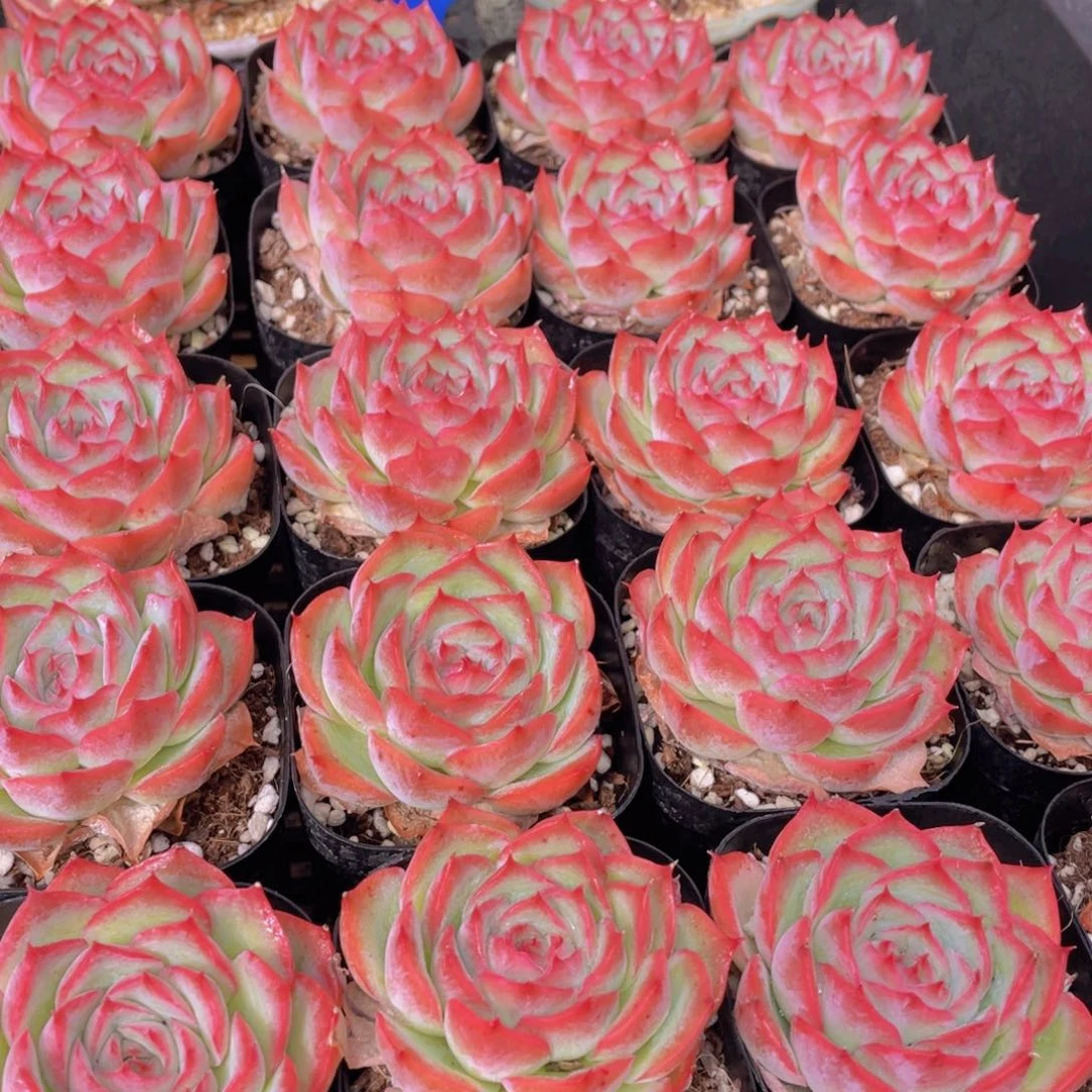 量拍37号 玫瑰花粉侧影单头一个