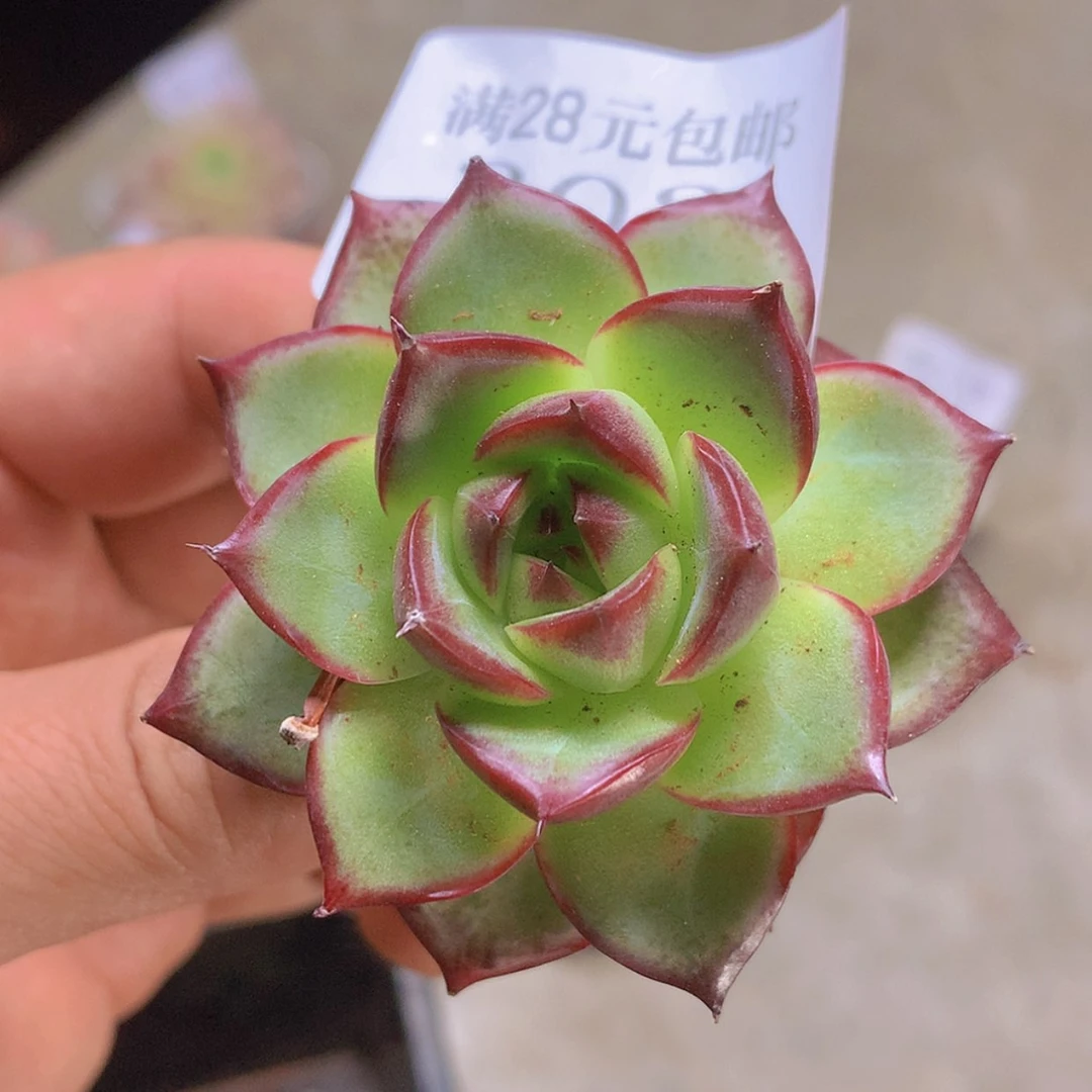 【闪购商品】云303号