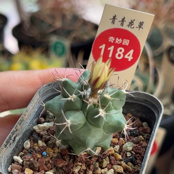 实生黑枪玉3.2cm一棵