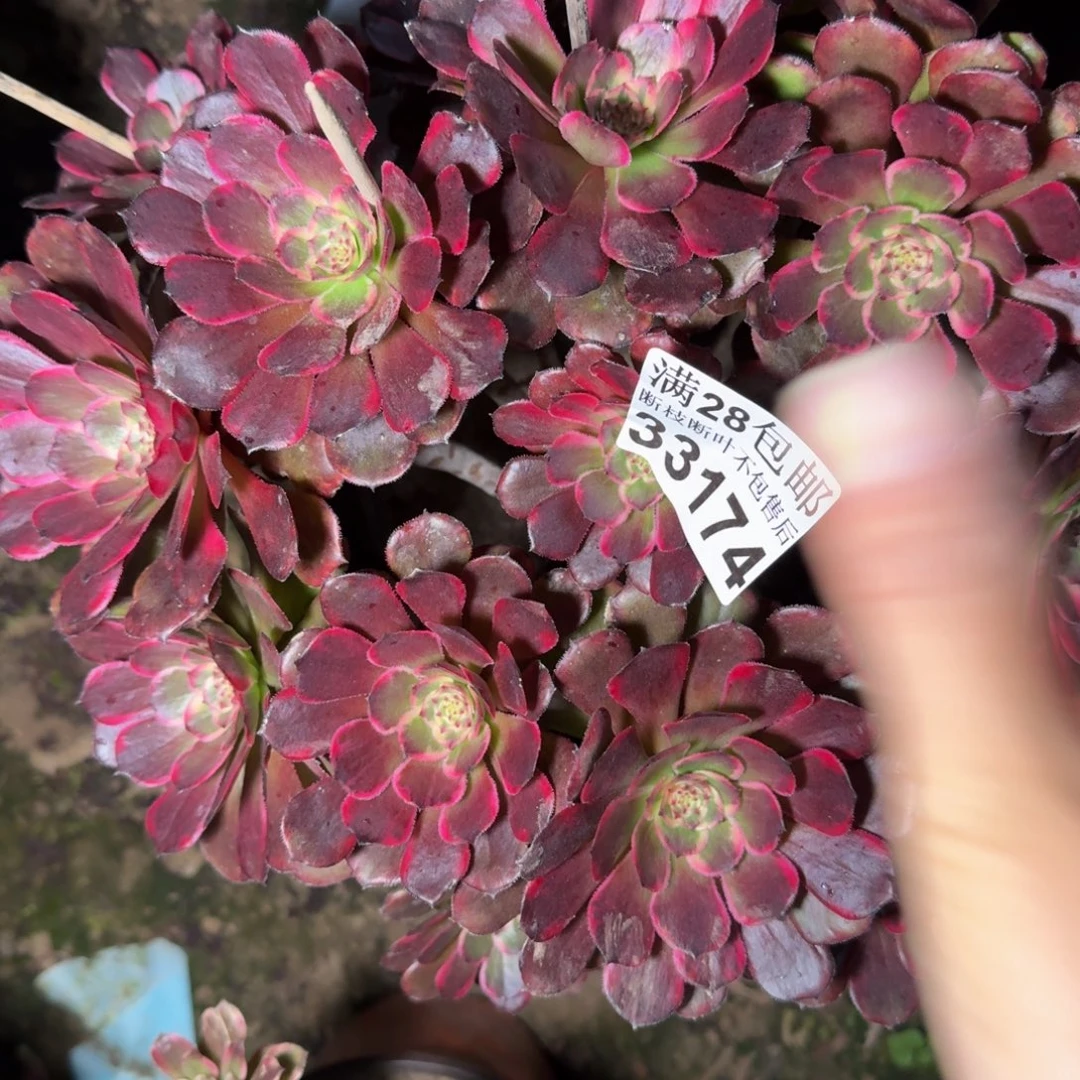 33174黑金刚多肉植物提取