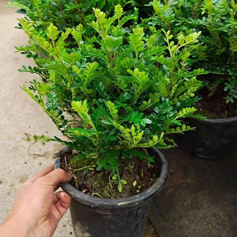 清香胡椒木盆栽室内植物办公室绿植驱蚊草净化空气胡椒木四季常青
