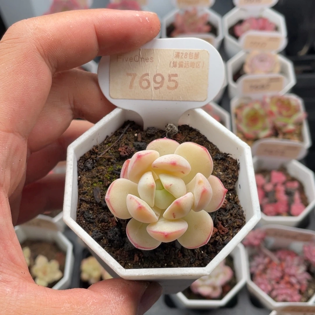 香草7695-4.0厘米