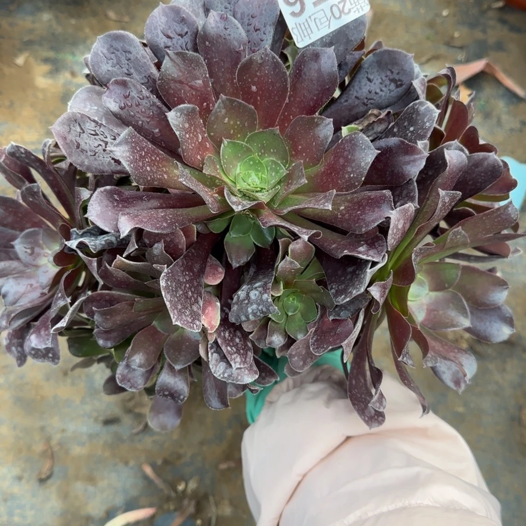 梅花博迪156满20包邮断枝不包