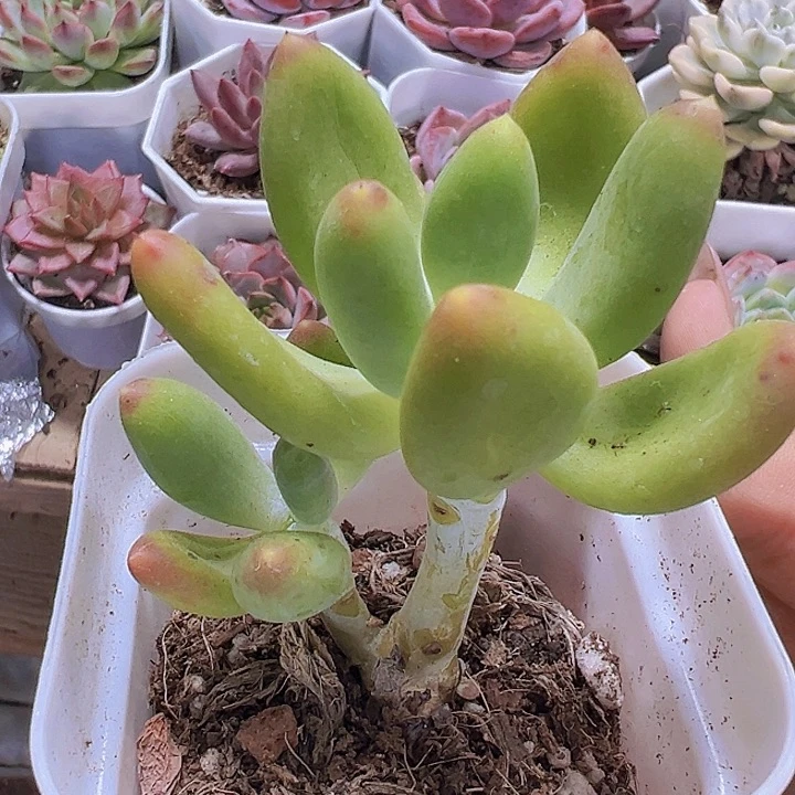芒果奶19包邮多肉植物