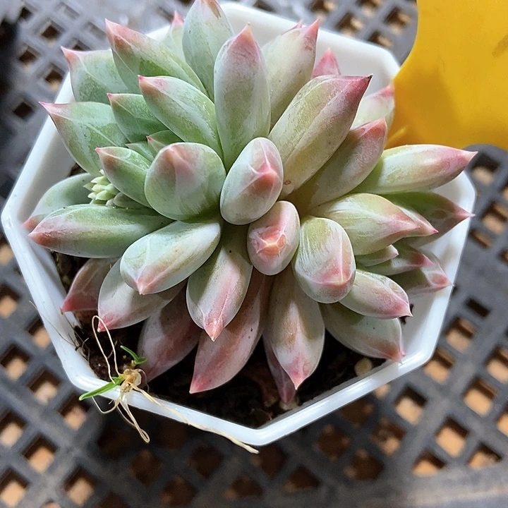 多肉植物1940多肉