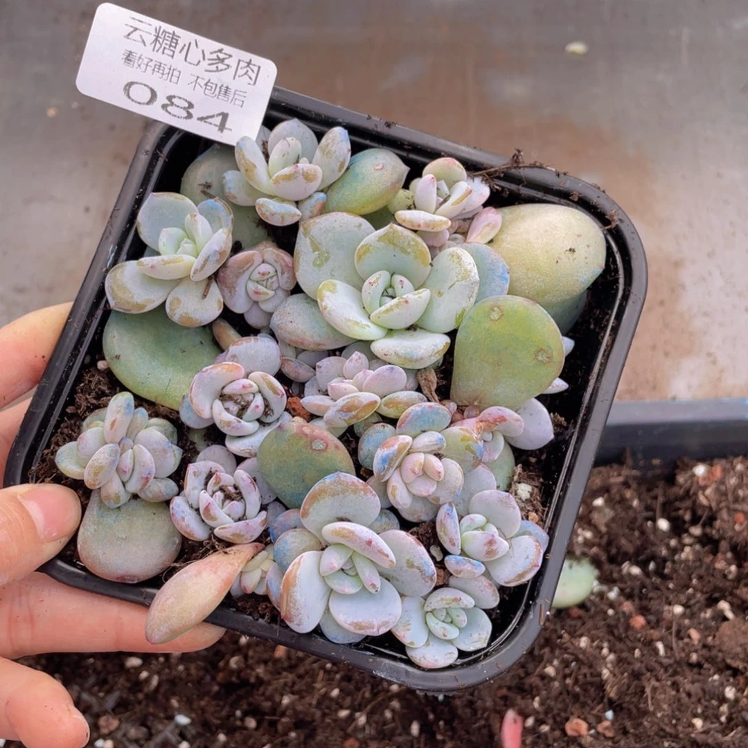 云糖心多肉植物084